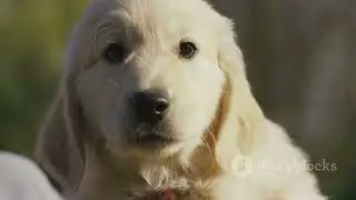 Team Calm 😴 or Team Chaos ⚡? (Golden Retriever Puppy)