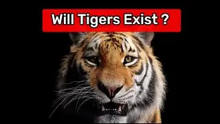 Tiger Population is in Decline. But WHY?