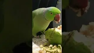 Main Tota Mithu Mithu Karta Main Tota Main Tota Hindi Rhyme For Kids #maintota#parrot #hindirhymes