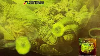 Sud Sound System x The Germaicans - Tu Mi Dai [Official Lyric Video 2020]