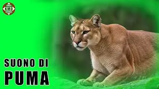 Il suono del Puma: Il vero verso della montagna &ndash; SUONI DI ANIMALI 🐆