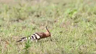 Hoopoe feeding on ground bugs