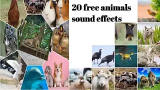 20 Free Animal sound effects - no copy right - free download..