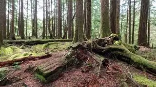 4K Chill Music, Ancient Groves Nature Trail! Checkout my gear below!