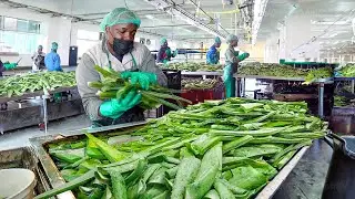 How They Process Million of Fresh Aloe Vera Leaves per Week - Farming
