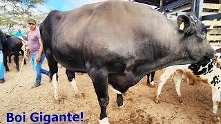 FEIRA DO GADO EM CAPOEIRAS-PE   23-01-2026 #nordeste