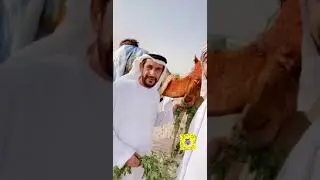 مياسة بن حموده_ تأثر سعادة فري بن حموده من قرار عزل مياسة السيوف وحديثه عن هذي اللحظه (وداعاً مياسه)