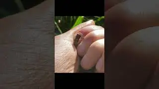 The Smallest Frog in North America! The Little Grass Frog!