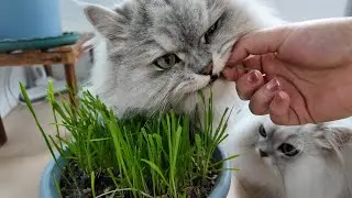 Котёнок и кошачья трава &mdash; спокойный дзен-момент