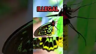The 5 most expensive insects in the world #top5 #expensive #insect