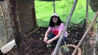 Replantio da horta da minha mãe🌿