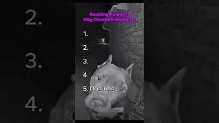 Ranking Funniest Dog Doorbell Moments #funnyshorts #dog #ytshorts