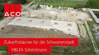 Zukunftsbäume für die Schwammstadt | ACO Österreich