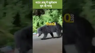 Mount abu | माउंट आबू में खुलेआम आबादी क्षेत्र में विचरण कर रहे भालू
