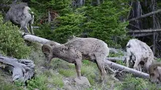 Crazy Bighorn Sheep Action Yellowstone Park 2025