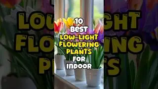 Best Indoor flowering plants for low light / Low light flowering plants to grow indoors #short