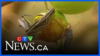 Grasshoppers, drought force Alberta county to declare state of agricultural disaster