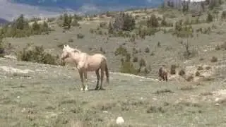 Cloud the Stallion and his new Son