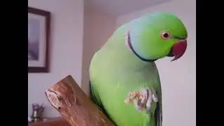 Rio and Riki. Stand for a parrot. Включите это видео своим попугаям посмотрите реакцию☺☺☺