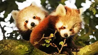 &Ccedil;a va pas ? Regarde ce b&eacute;b&eacute; panda roux - ZAPPING SAUVAGE