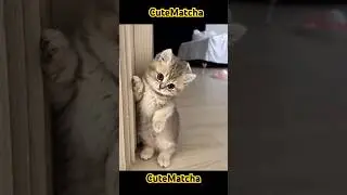 Kitty Antics Galore!    #cat #catlover #cutecat #youtubeshorts #viralvideo