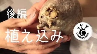 【発根管理】初のベアルート株を購入‼︎ 切り口を乾燥させて植え付けまで。【グラキリス】