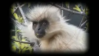 Bhutan - Langur Eco Travels Bird Photography Tour