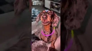 ANOTHER CAR WASH RAVE WITH 8 WEENS?! #dog #dachshund #viral