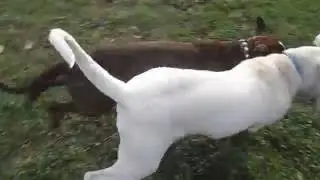 Nemački bokser Boss i Argentinska doga Kića (German Boxer vs Dogo Argentino)