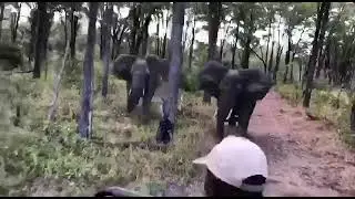most dangerous wild moments☠️☠️