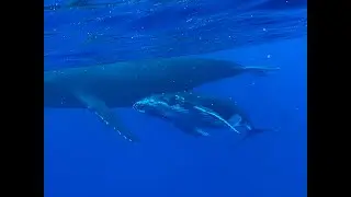 Swam with a singer