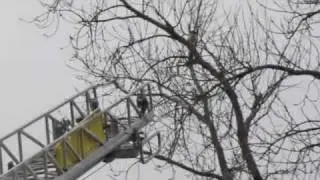 Kitten Rescue out of a tree in the winter.