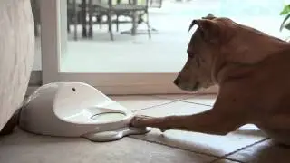 CleverPet -- Engage Idle Paws