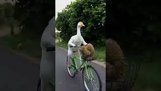 duck cycling 😄#babylove #babiesoftiktok #foruyou #foryoupage❤️❤️ #viral_video #fyp #cycling