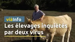 Agriculture : Deux virus paralysent les marchés de la viande