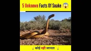 Unknown facts about snakes 😱🐍🔥#snakes #factsaboutsnakes #facts #snakefacts #shorts#interestingfacts