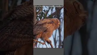 Great horned owl fledgling waits for its parent to return to feed it #wildlife