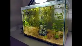 Iniciante Montando Aquário de Guppy/Lebiste com plantas naturais.