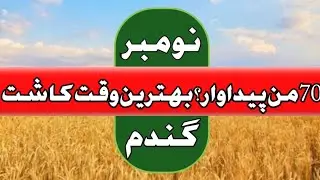 wheat planting during 1 st week of November || zikria agri information.