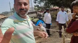 Kerala bull race enthusiasts visit Chunchanakatte hallikar cattle fair to purchase race calves!