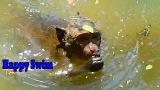 Orphan girl Jessie very happy swimming and find food in water / Monkey Post