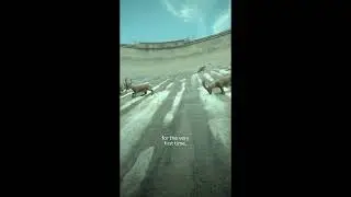 [AR] Cingino Dam - Mountain Goat Climb for a Lick of Salt