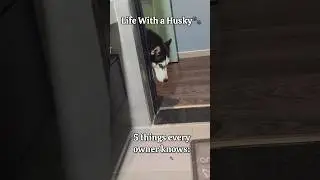 What It&rsquo;s Like Living With a Husky😅 Husky are the Queen of Drama🤣 #siberianhusky #husky #huskydog