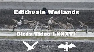 Edithvale Wetlands - Birds Video - LXXXVI