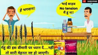गेहूं का खुली कंगियारी रोग | how to control loose smut of wheat | ustilago tritici #wheat