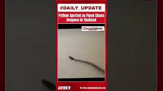 Flooded Thailand sees giant python moving through streets. #media #news