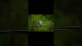 Eastern Bluebird core