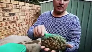 Testing cycad seeds, and germination Andre Cilliers