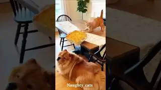 When Your Cat Turns Naughty 😂 | Funny Cat Short#cat