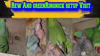 Green RingNick and Rew setup Visit |Out sezan Beautiful Parrogres  ||